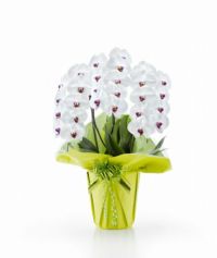 白赤リップ大輪