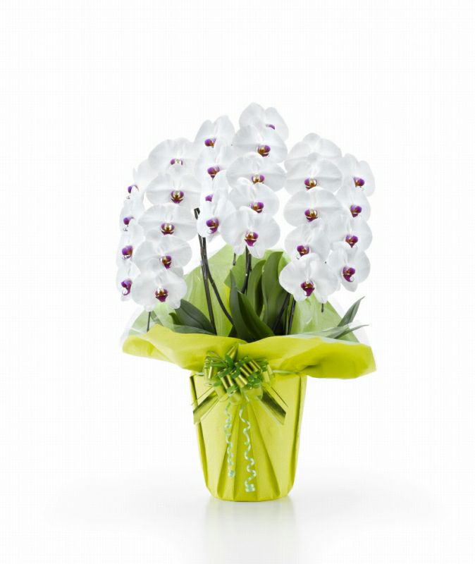 白赤リップ大輪